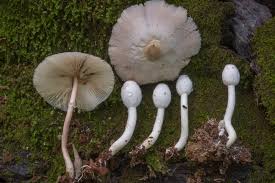 Image result for Lepistemon owariensis