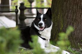 Image result for karelský medvědí pes