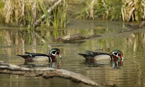 Make your online reservation for state park cabins, camping sites, shelters and lodges. Chain O Lakes State Park Parks