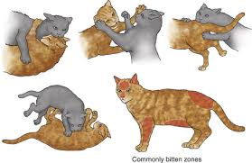 One of the first signs your bite may be getting infected is redness around the wound. Bite And Scratch Wound Infections Veterian Key