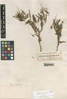 Image result for Monsonia angustifolia