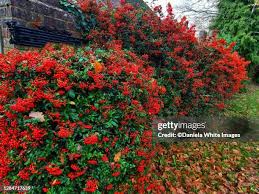 Image result for Pyracantha coccinea red column