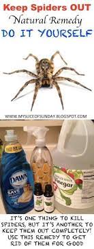 Kill Spiders With Natural Remedies Effortless And Easy Diy Explore Trending Cleaning Remedies Natural Remedies