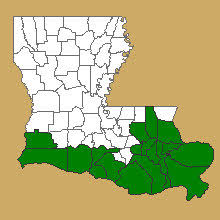 Image result for Kosteletzkya grantii