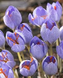 Image result for Crocus speciosus