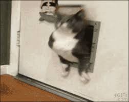 Lustig tiere gif, lustige bilder und foto, videos und sprüche und es kommen täglich neue facebook bilderwitze auf debeste.de. Wenn Ostern Vorbei Ist Gif D Fette Katze Susseste Haustiere Gif Lustig Tiere