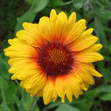 Typically, the botanical name is made by two words: Botanical Latin Basics