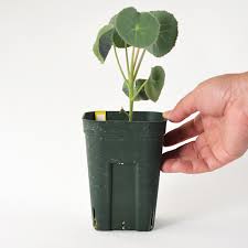 Image result for Senecio oxyriifolius