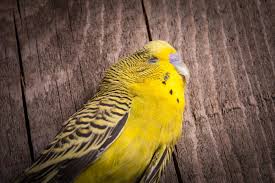 By folding in, the peritoneum weaves between abdominal organs, providing a. Egg Yolk Peritonitis In Birds Symptoms Causes Diagnosis Treatment Recovery Management Cost