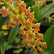 Image result for Liparis