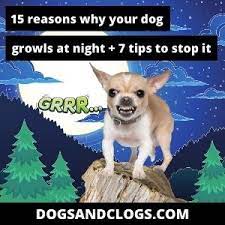 15 Reasons Why Your Dog Growls At Night 7 Tips To Stop It