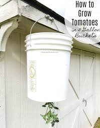 The first one is kept whole, with the exception of some drainage holes in the bottom. How To Grow Tomatoes In 5 Gallon Buckets Everyday Shortcuts