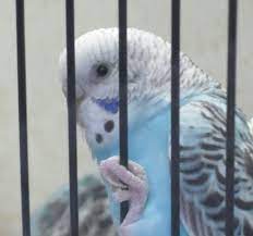 vetadres com veteriner hekimligi paylasim platformu animals parrot bird