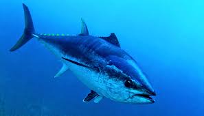Check spelling or type a new query. Hydraulic System In Fins Gives Tuna Extra Speed Futurity