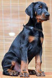 European Doberman Breeder Tn Usa Www Sierradobiefarms Com Doberman Puppies For Sale European Doberman Doberman Pinscher Puppy
