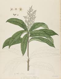 Image result for Lepisanthes senegalensis