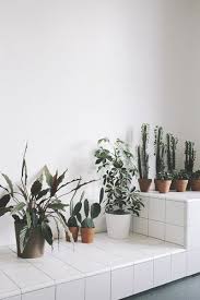 I follow #plant aesthetic #gardenblr #garden aesthetic & #houseplants. Tropichalys Tumblr Com Tumbex