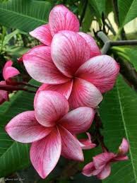 10 Pink White Plumeria Seeds Plants Flower Lei Hawaiian Garden Fragrant Tree Hawaii Wedding Party Fr Flores Internas Flores Tropicais Flores Artesanato