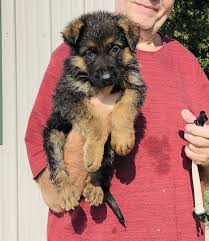 Maybe you would like to learn more about one of these? Buy German Shepherd Puppies For Sale