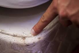 Keep the infestation from expanding. What To Do If You Have Bed Bugs Carroll County Times