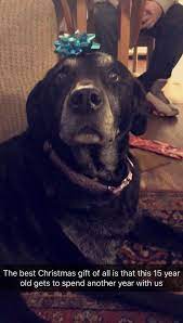 Cataracts In Both Eyes And Severe Arthritis Doesnt Stop Her From Being Happy To See Me Potato Quality Sna Cute Dogs Images Cute Puppies Images Puppy Dog Eyes