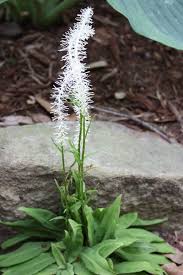 Image result for Cycnium jamesii