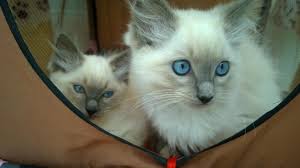 It was smith who gave the breed the name balinese. Pin On Pet For Sale