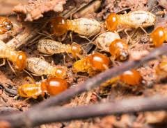 Termites are attracted to water damaged wood, so places that are. Mythbusting Diy Termite Treatments Ehrlich Pest Control Pest Control Services Blog And Pest Control Articles