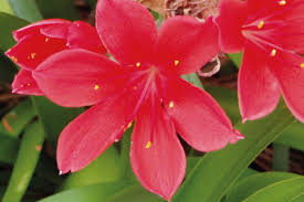 Image result for Cyrtanthus galpinii