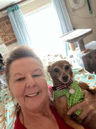 Looking for new chihuahua puppies