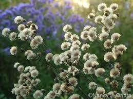 Image result for Dolichos angustifolius