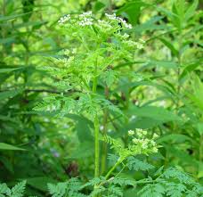 Image result for Conium