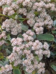 Image result for Eriosema laurentii