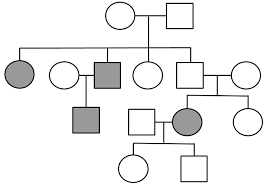 Pedigrees Practice Pedigrees Practice Human Genetic Disorders Genetic Disorders Pedigree Chart Genetics