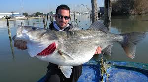 Plus Gros Loup Peche 11 2 Kilos Pecheur Info Peche Au Bar Elevage De Poissons Peche Du Bar
