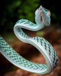 Ahaetulla Nasuta Vine Snake Vine Snake Snake Art Cute Snake