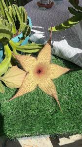 Image result for Hermbstaedtia odorata