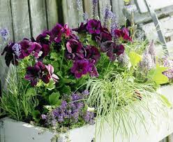 Zum Nachmachen Balkonkasten Mit Federbusch Lavendel Und Edelgeranien Blumenkasten Bepflanzen Balkonkasten Bepflanzen Geranien