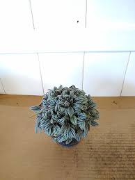 Image result for Peponium sp. A