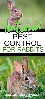 Like all bobbex formulas, this topical spray consists of organic ingredients that repulse through smell and taste. Natural Pest Control For Rabbits Will Give You The Tools To Keep Rabbits Out Of Your Garden Humanely If Natural Pest Control Garden Pest Control Garden Pests