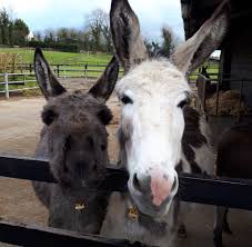 Adopting a donkey from The...