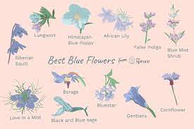 In conclusion, to learn more about this. 12 Types Of Garden Plants With Blue Flowers