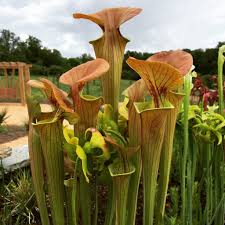 If there's added fertilizer in the peat moss or salt in the sand, you could harm the plants in your bog planter. Diy Plant Bogs Moore Farms Botanical Garden