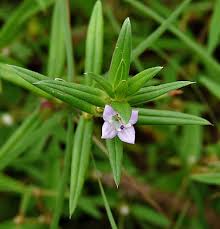 Image result for Hexasepalum sarmentosum