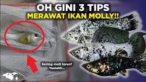 Ikan Molly Sering Mati Ternyata Gini 3 Tips Merawatnya Youtube