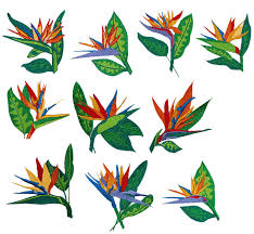 Realistic Bird Of Paradise Flower Tattoo Images For Bird Of Paradise Flower Tattoo Idee Tatuaggi