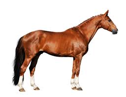 In this image, you will find horse leg bone anatomy, femur, stifle joint, tibia, hock joint, splint bone, cannon bone, sesamoid bone, large pastern, small pastern, navicular bone, coffin bone in it. Horse Leg Anatomy Form And Function Equimed Horse Health Matters