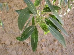 Image result for Ficus salicifolia