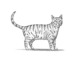 I have also included other simple ways of drawing cats at the end of this blog post, so a cat drawing idea if you want to draw a cat standing up. How To Draw A Cat Tabby