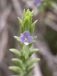 Image result for Stemodiopsis